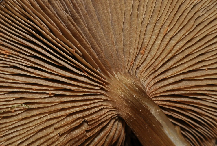 Entoloma sericeoides ?
